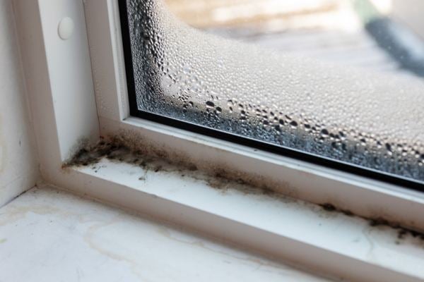 Mold Insurance